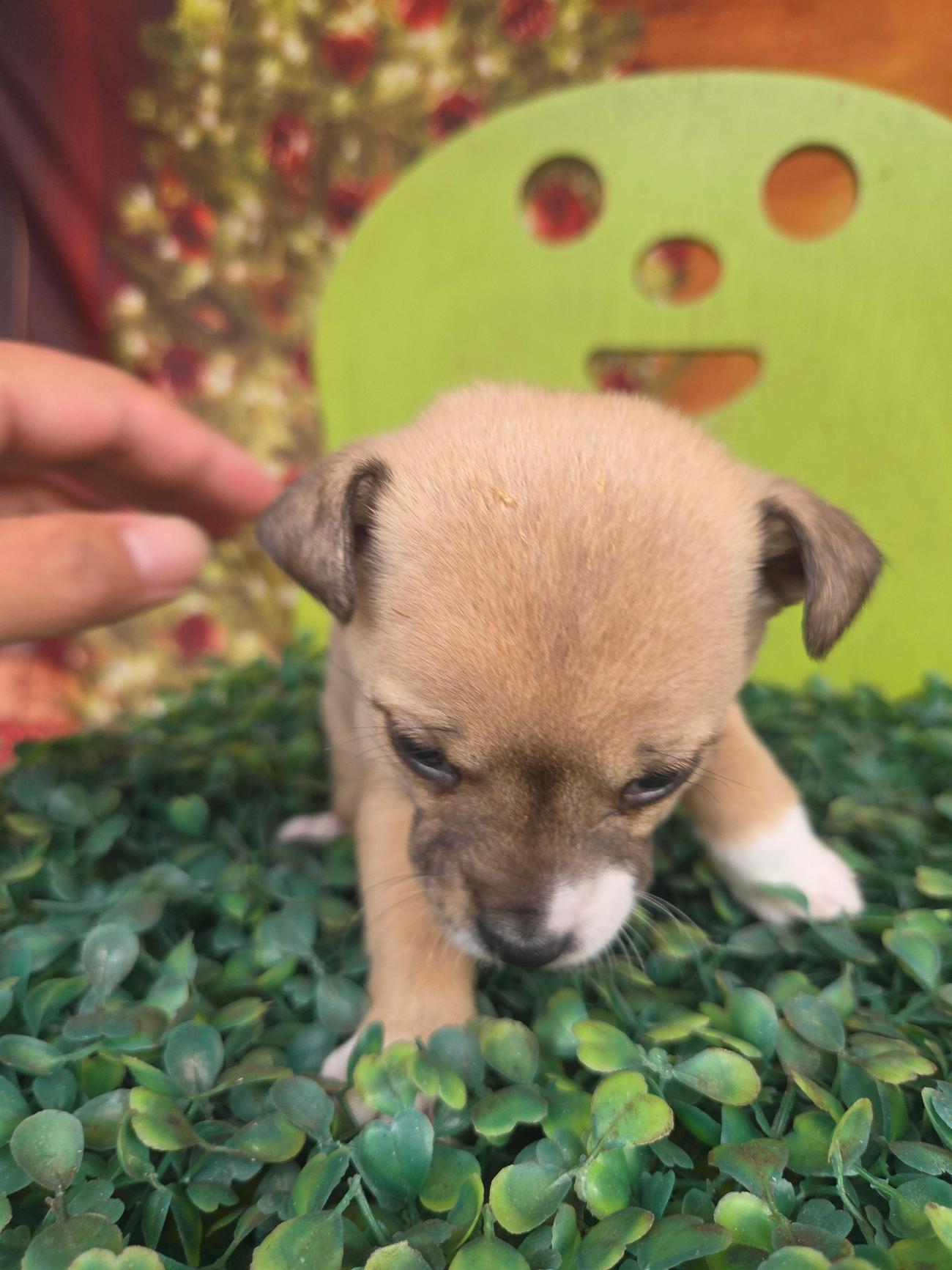 보호중 믹스견의 가…